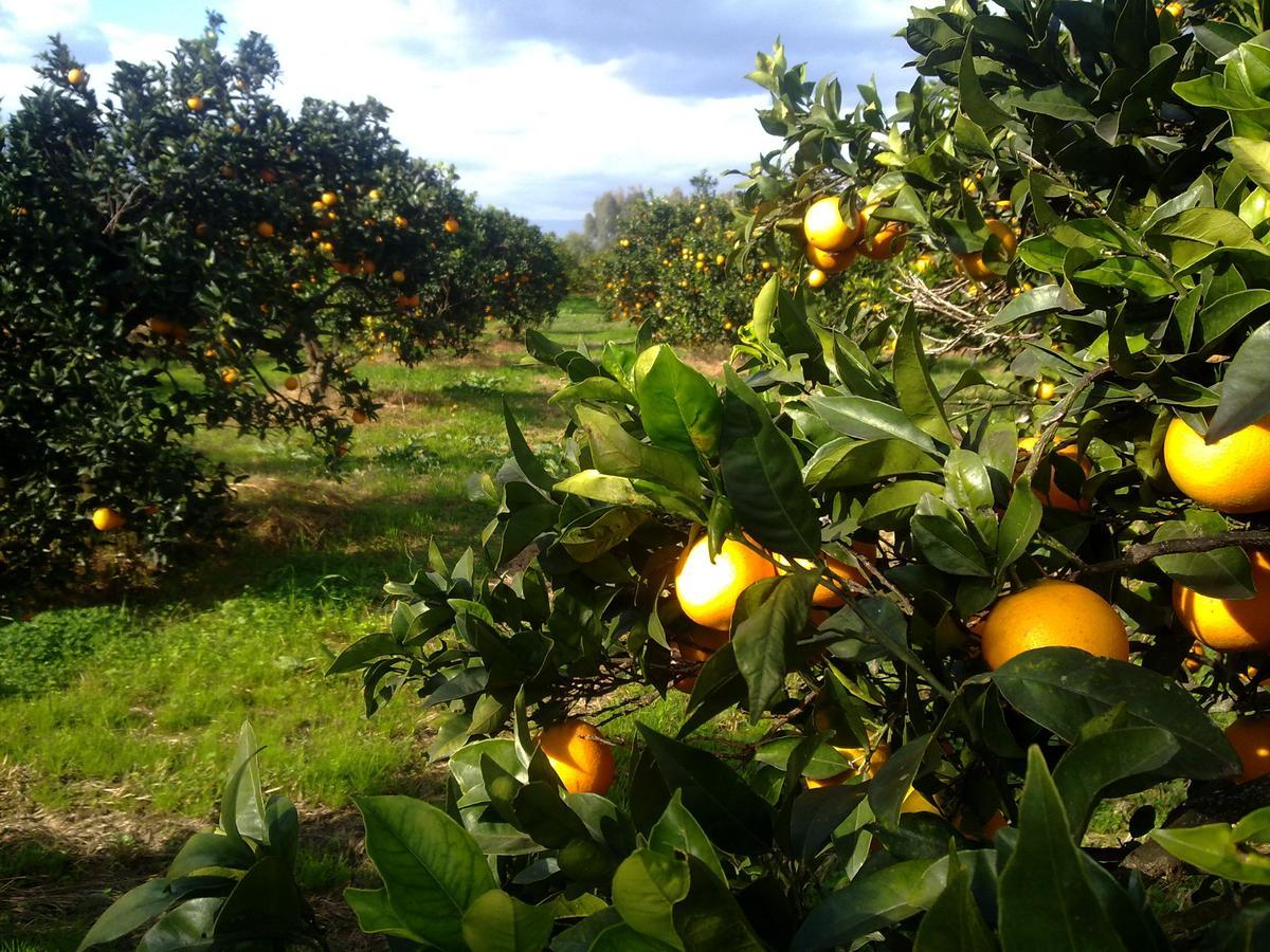 Su Canonigu Agriresort トルトリ エクステリア 写真